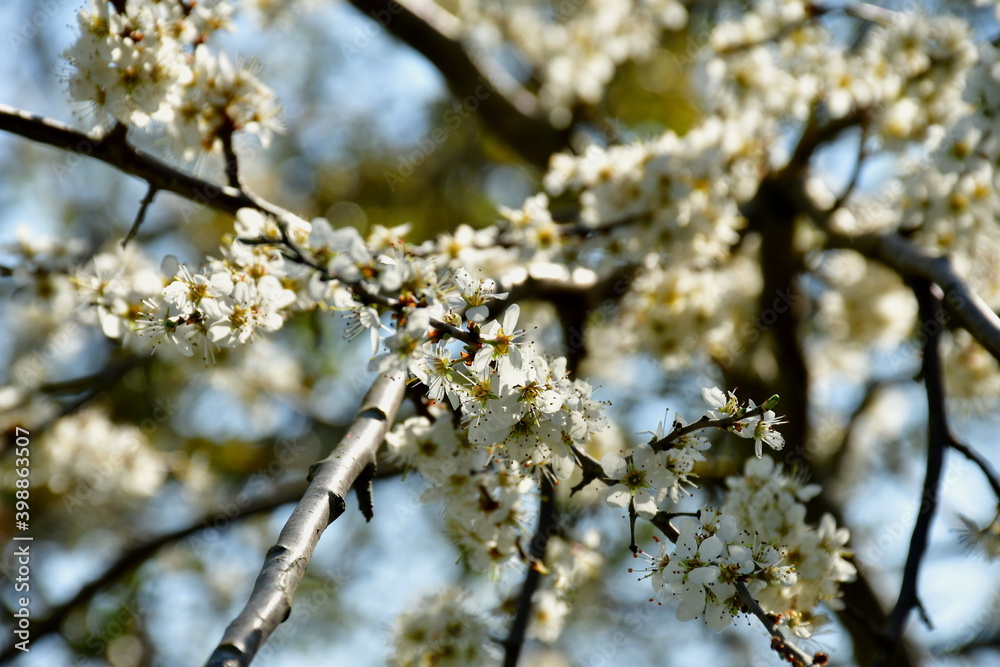 Kirschblüten auf einem Ast im Frühjahr Kirschblüten auf einem Ast im Frühjahr
