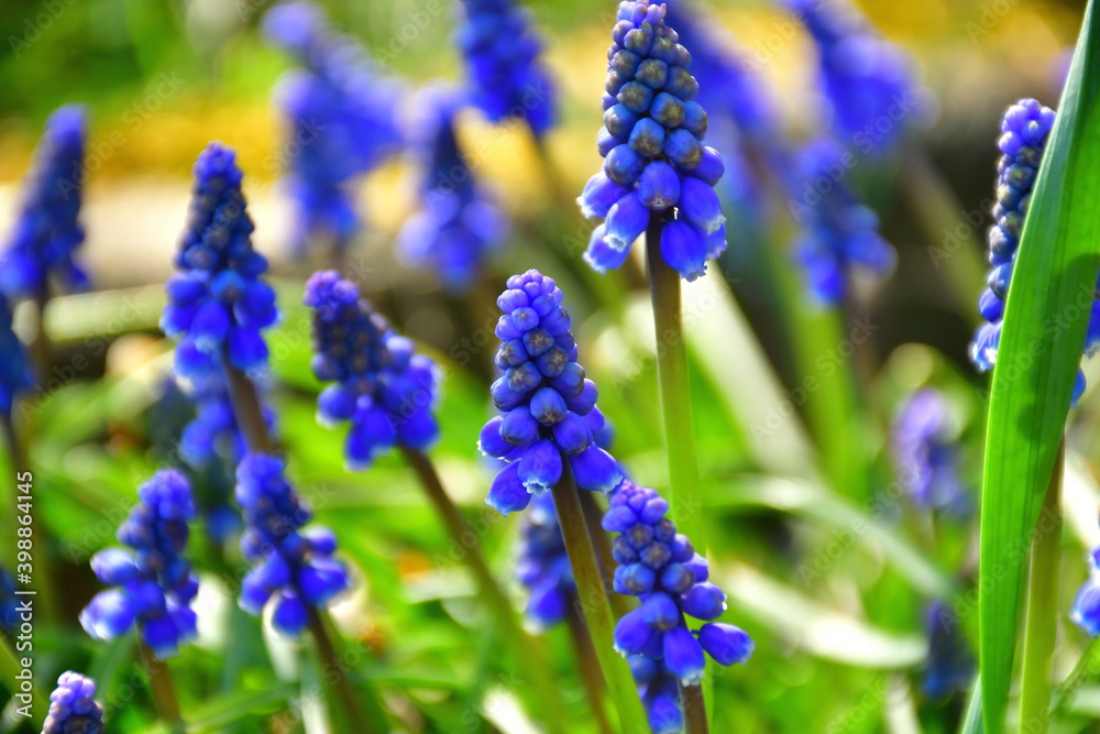 Blaue Glockenblume in der Nahaufnahme Blaue Glockenblume in der Nahaufnahme