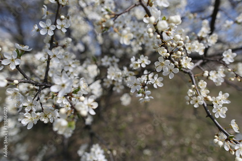 blurred cherry tree background with spring flowers © Irina