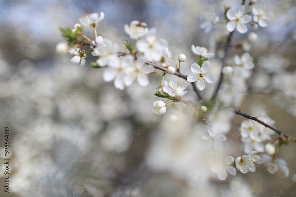 blurred cherry tree background with spring flowers