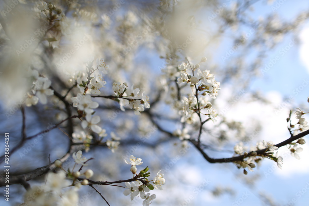 blurred cherry tree background with spring flowers blurred cherry tree background with spring flowers