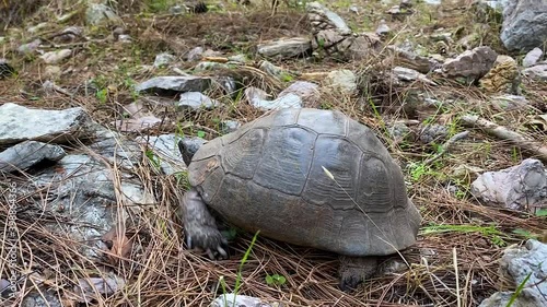 The turtle is crawling in the forest among stones and dry grass. An animal of the land turtles family, a detachment of reptiles. Close-up.