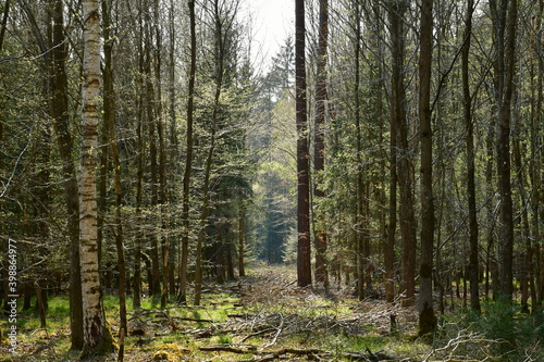 Eine Waldschneise zwischen B  umen im Wald