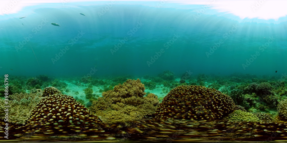 Fototapeta premium Marine life sea world. Underwater fish reef marine. Tropical colourful underwater seas. Philippines. 360 panorama VR