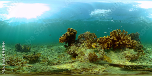 Fototapeta Naklejka Na Ścianę i Meble -  The Underwater World of the with Colored Fish and a Coral Reef. Tropical reef marine. Philippines. Virtual Reality 360.