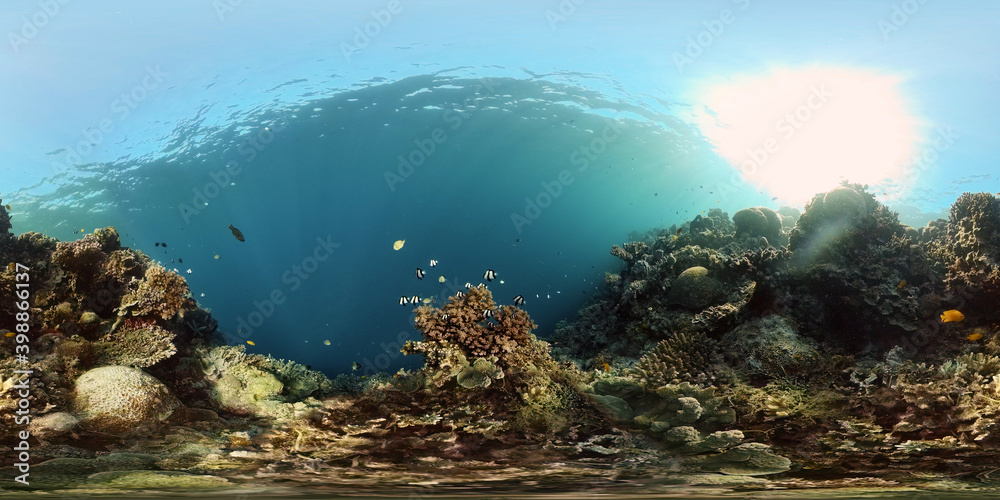 Sea coral reef. Underwater Tropical Sea Seascape. Tropical fish reef marine. Philippines. Virtual Reality 360. Sea coral reef. Underwater Tropical Sea Seascape. Tropical fish reef marine. Philippines. Virtual Reality 360.