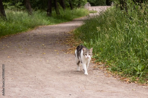 walking cat