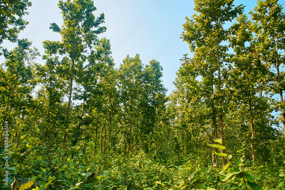 Shorea robusta, the sal/shaal tree forest in Joypur forest, near Bankura,  West Bengal. Stock Photo | Adobe Stock