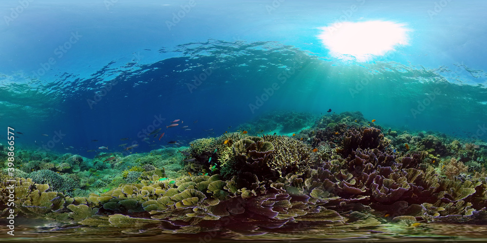 Reef Coral Scene. Tropical underwater sea fish. Hard and soft corals, underwater landscape. Philippines. Virtual Reality 360.