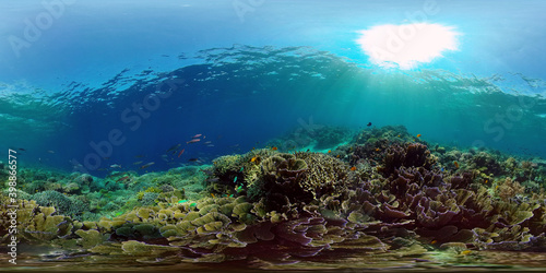 Fototapeta Naklejka Na Ścianę i Meble -  Reef Coral Scene. Tropical underwater sea fish. Hard and soft corals, underwater landscape. Philippines. Virtual Reality 360.