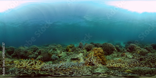 Fototapeta Naklejka Na Ścianę i Meble -  Tropical Seascape Underwater Life. Tropical underwater sea fish. Philippines. 360 panorama VR