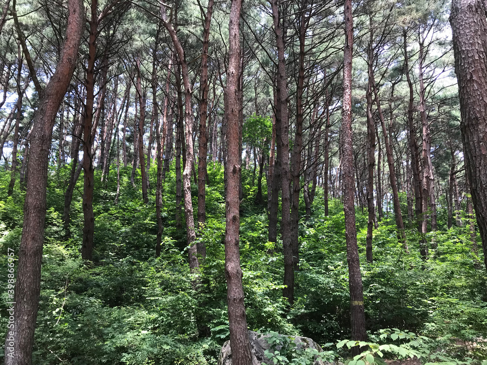 Fototapeta premium Trees in the dense mountains