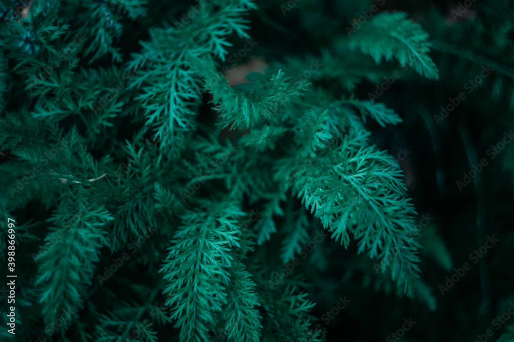 Green and teal leaves on thin branches in dark forest