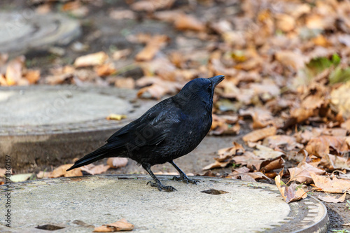 Crow walking in park near to the water © rninov