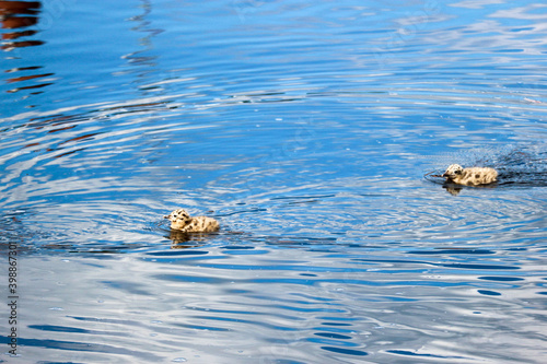 Fototapeta cute fluffy gull chicks swim on the surface of the river