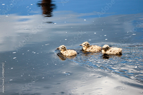 Fotografija cute fluffy gull chicks swim on the surface of the river