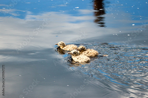 Slika na platnu cute fluffy gull chicks swim on the surface of the river