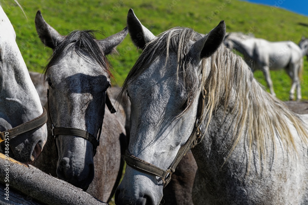 Fototapeta premium Portrait Of Lipizzan Horses