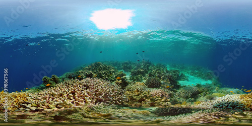 Fototapeta Naklejka Na Ścianę i Meble -  Tropical Fish Corals Marine Reef. Underwater Sea Tropical Life. Tropical underwater sea fishes. Underwater fish reef marine. Tropical colorful underwater seascape. Philippines. 360 panorama VR