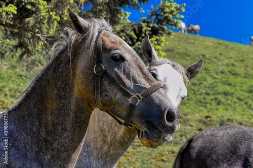 Fototapeta Naklejka Na Ścianę i Meble -  Portrait Of Lipizzan Horse
