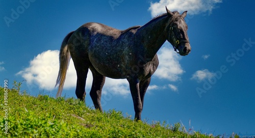 Lipizzan Horse at the pasture