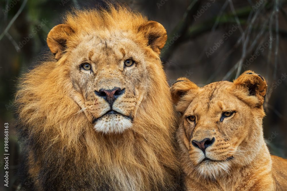 Katanga Lion - Panthera leo bleyenberghi, iconic animal from African savannas, Kalahari, Botswana. Katanga Lion - Panthera leo bleyenberghi, iconic animal from African savannas, Kalahari, Botswana.