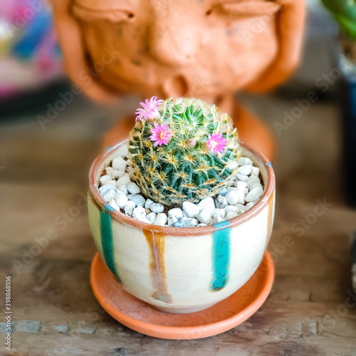 Beautiful Mammillalia cactus decorated on the wood table photo