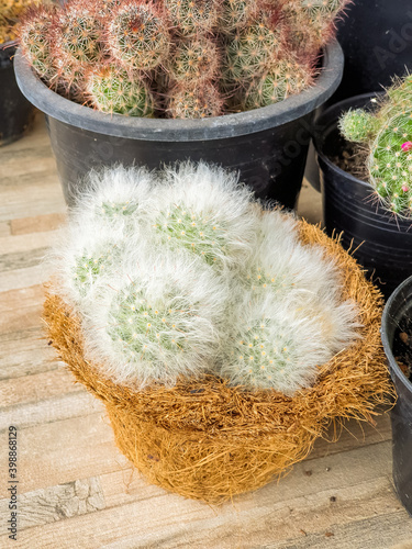 Beautiful Mammillalia cactus decorated on the wood table photo