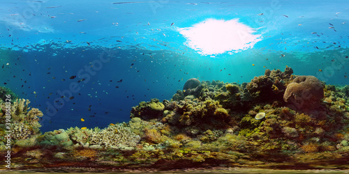 Tropical fishes and coral reef at diving. Underwater world with corals and tropical fishes. Philippines. Virtual Reality 360. © Alex Traveler