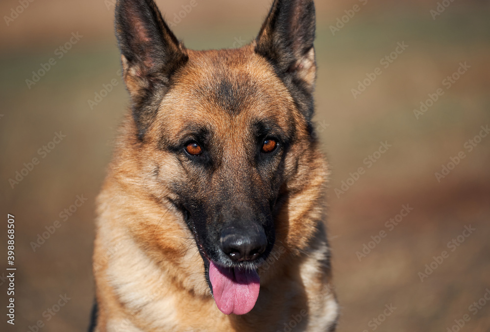 Charming adult thoroughbred dog with protruding ears and pink tongue sits and smiles. Portrait of German shepherd black and red color close-up. Charming adult thoroughbred dog with protruding ears and pink tongue sits and smiles. Portrait of German shepherd black and red color close-up.