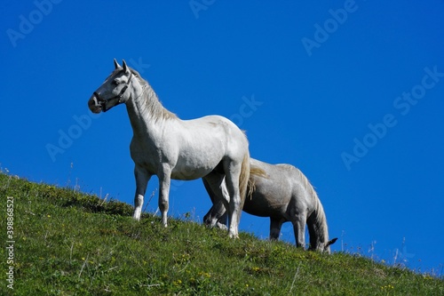 Lipizzan Horses at teh pasture