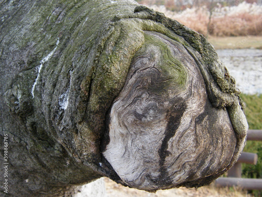 Naklejka premium tree