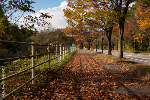 autumn in the park