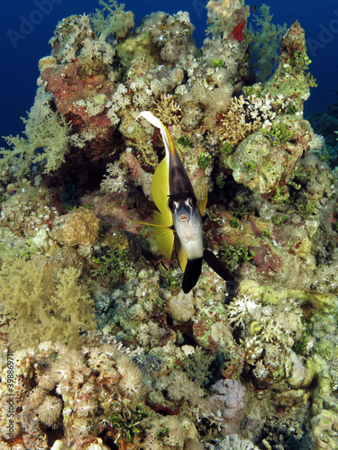 Front view of a Red Sea bannerfish Heniochus intermedius photo