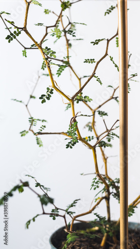 small-leaved pearl plant plants of the world isolated natural wallpaper on a white background green indoor plants