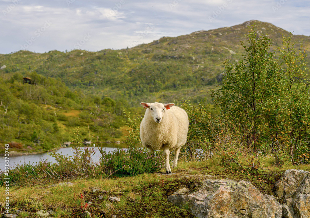 Fototapeta premium Schaf in Norwegen