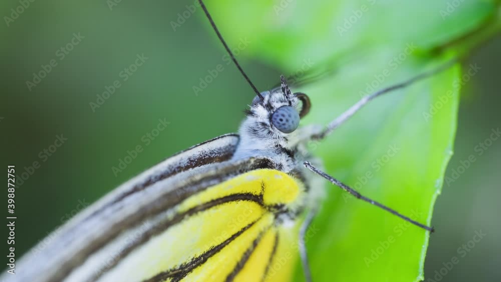 Butterfly resting on a leaf at flower garden. Painted jezebel. Delias hyparete. Macro shot. Pan shot. Butterfly resting on a leaf at flower garden. Painted jezebel. Delias hyparete. Macro shot. Pan shot.