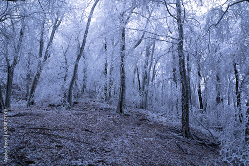 Foggy winter weather in the frozen forest. Frost and fog make a mysterious atmosphere.