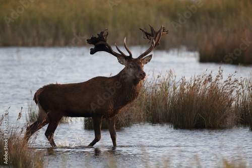 Red Deer (Cervus elaphus)  Western Pomerania Lagoon Area National Park Germany photo