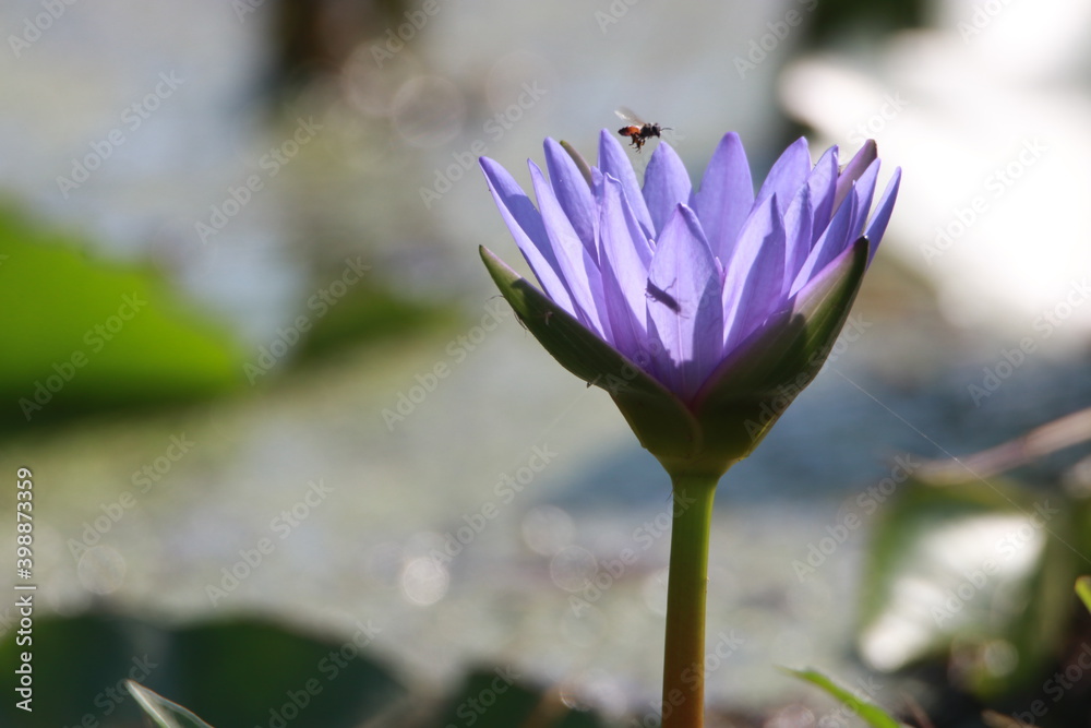 Transparent purple lotus flower in the pond Transparent purple lotus flower in the pond