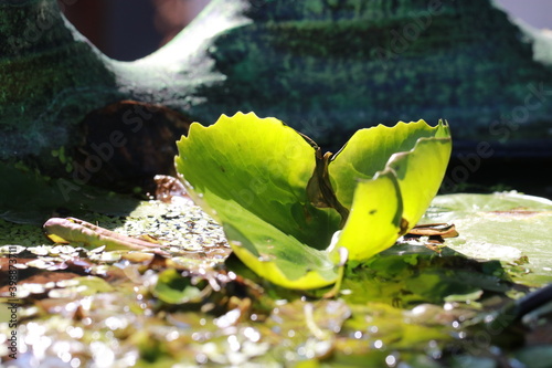 Transparent lotus leaf on sunlight in the morning