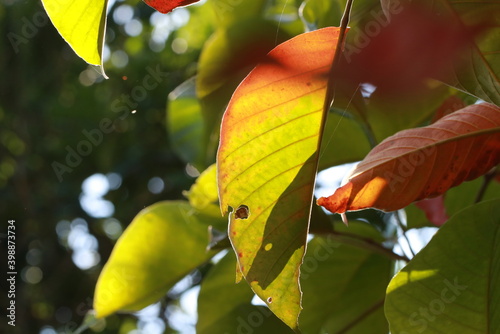 Transparent vivid leaves on sunlight in the morning