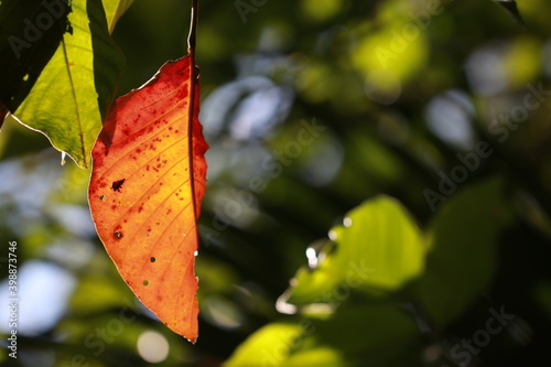 Transparent vivid leaves on sunlight in the morning