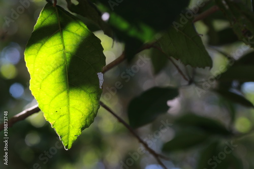 Transparent vivid leaves on sunlight in the morning