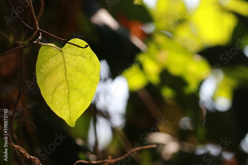 Transparent vivid leaves on sunlight in the morning