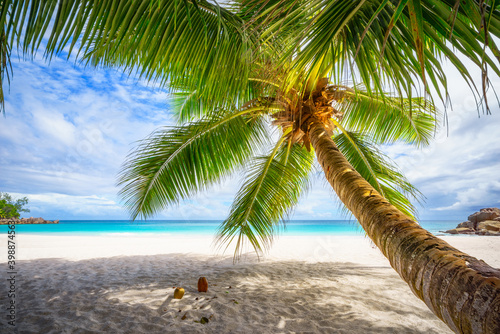 Palm tree and white sand and turquoise water at tropical beach,paradise at seychelles