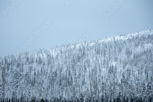 Snow pass. Winter Arctic wooded snow hills.