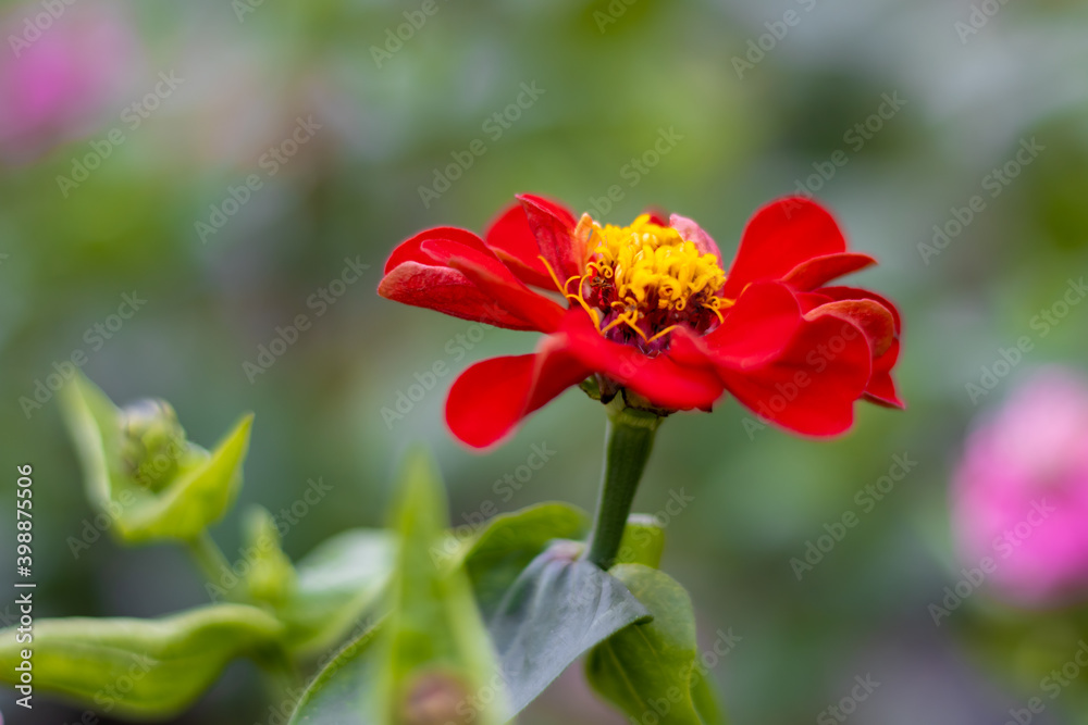 Beautiful bright red flower or maxican sunflower or wild flower with leaves and green blurred background Beautiful bright red flower or maxican sunflower or wild flower with leaves and green blurred background