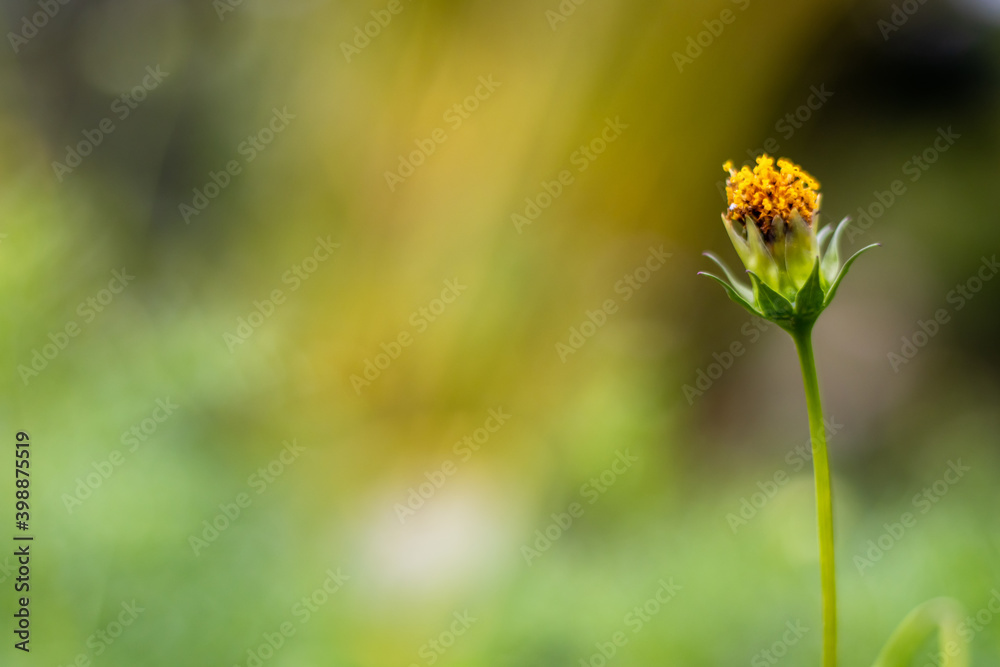 Obraz premium Beautiful colorful blurry background with yellow flower buds