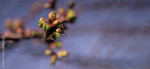 Flower bud in garden photo